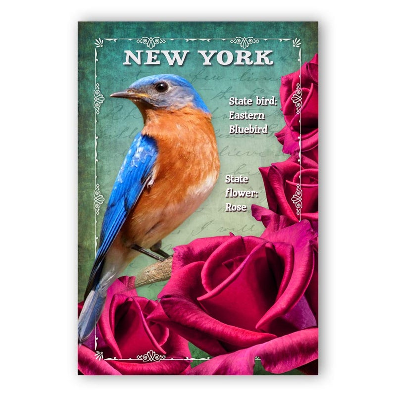 Postcard Fair NEW YORK BIRD AND FLOWER postcard set of 20 identical postcards. NY state symbols post cards. Made in USA. - Image 1